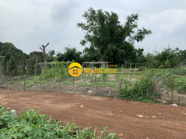 Chínhchủ cần bán đất xã láng dài,đất đỏ,bà rịa vũng tàu1,3triệum21000m2