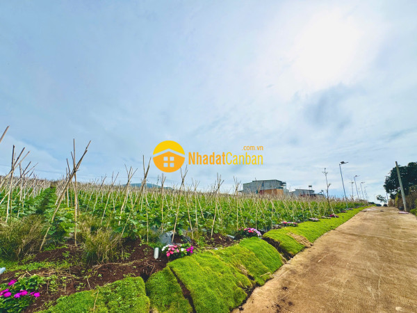 Cần bán gấp đất thổ cư vùng ven đà lạt, dt 5m x 21.4m,giá góc chỉ 890 triệu