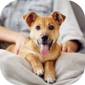 Nông nghiệp & Vật nuôi